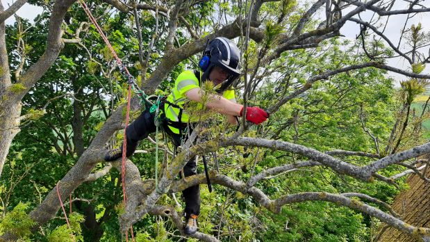 arborist i träd